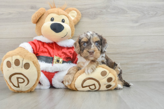 Popular Cockapoo Poodle Mix Pup