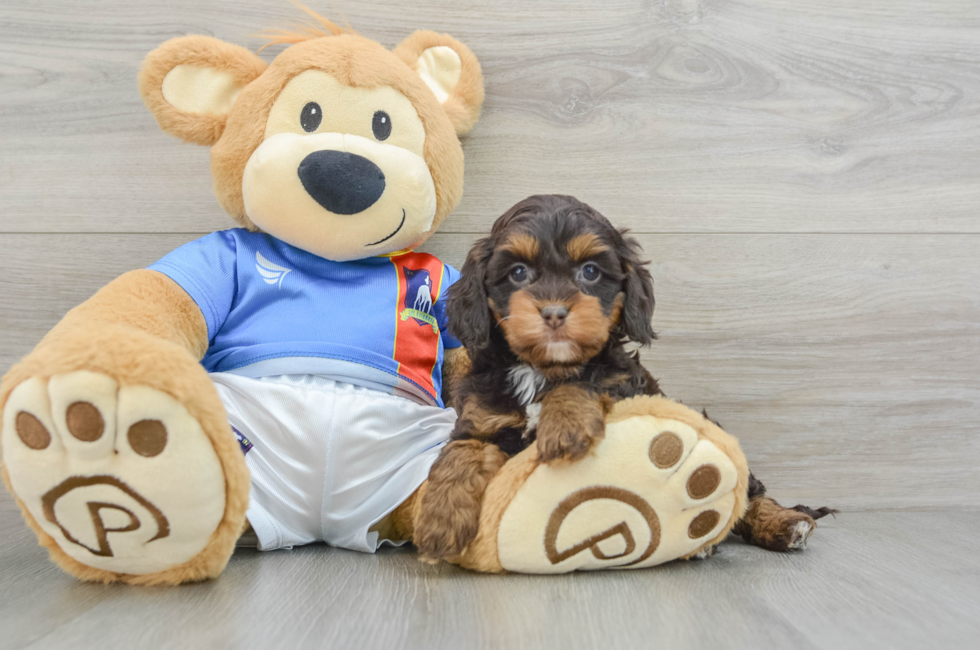 5 week old Cockapoo Puppy For Sale - Premier Pups