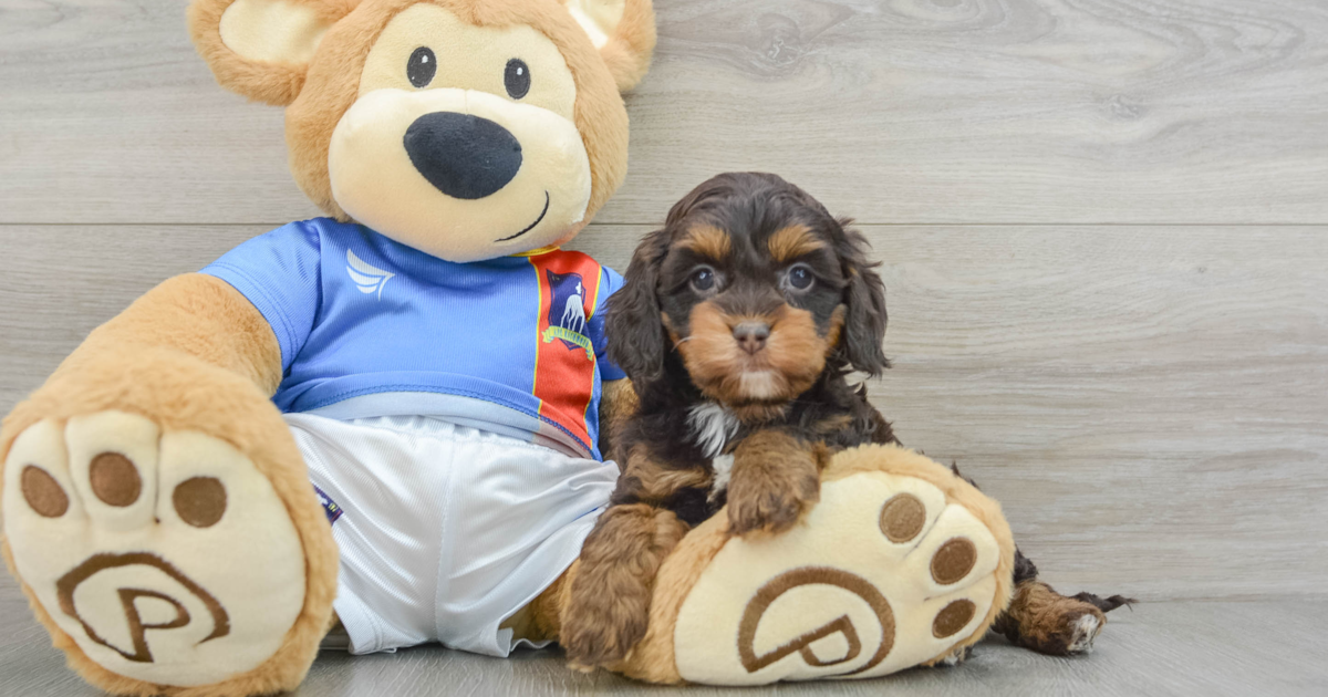 Playful Cockapoo Cameo: 3lb 14oz Doodle Puppy