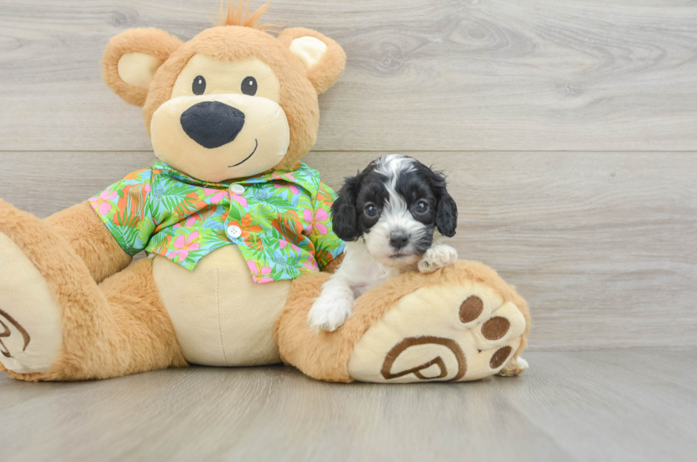 5 week old Cockapoo Puppy For Sale - Premier Pups