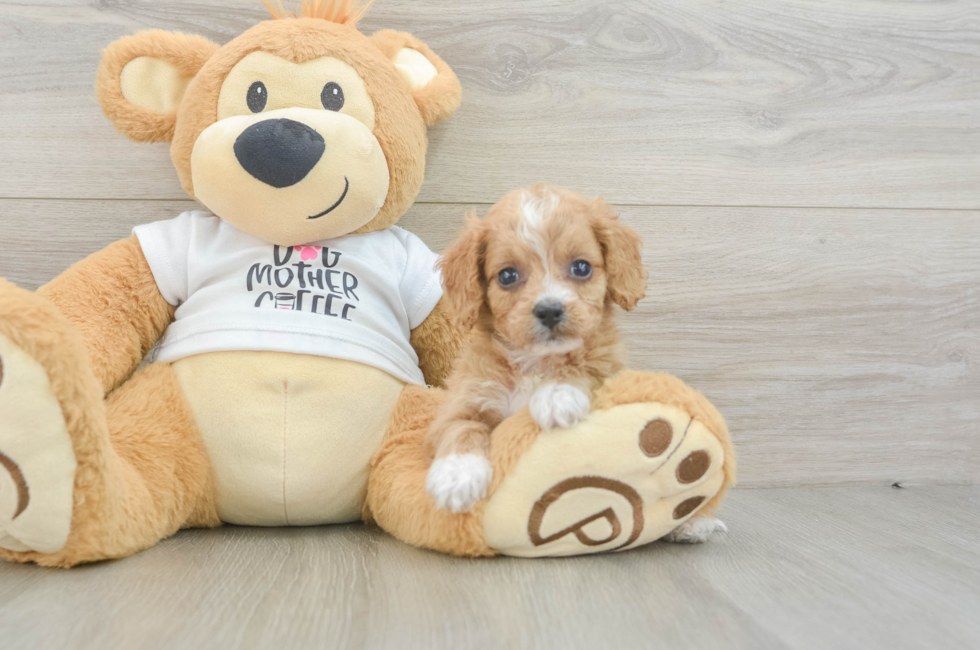 5 week old Cockapoo Puppy For Sale - Premier Pups