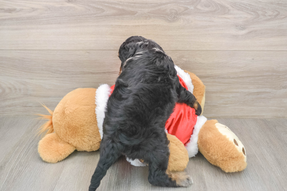 Cockapoo Puppy for Adoption