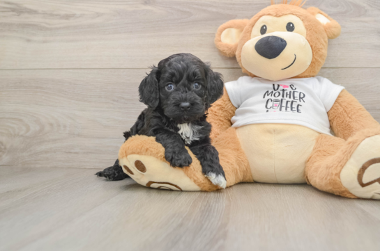 Cockapoo Pup Being Cute