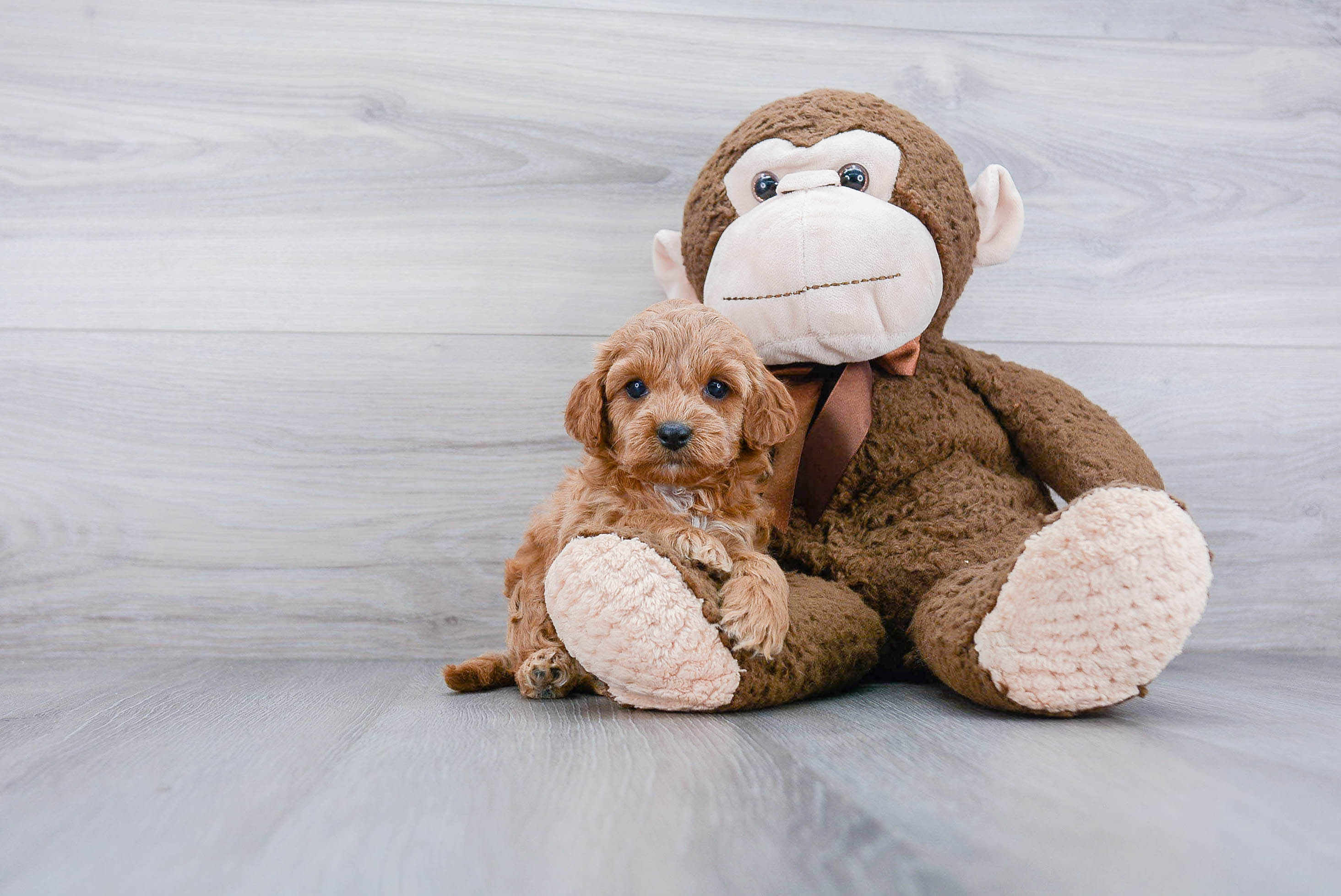 Petite Cockapoo Poodle Mix Pup