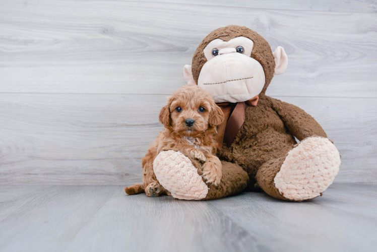 Petite Cockapoo Poodle Mix Pup