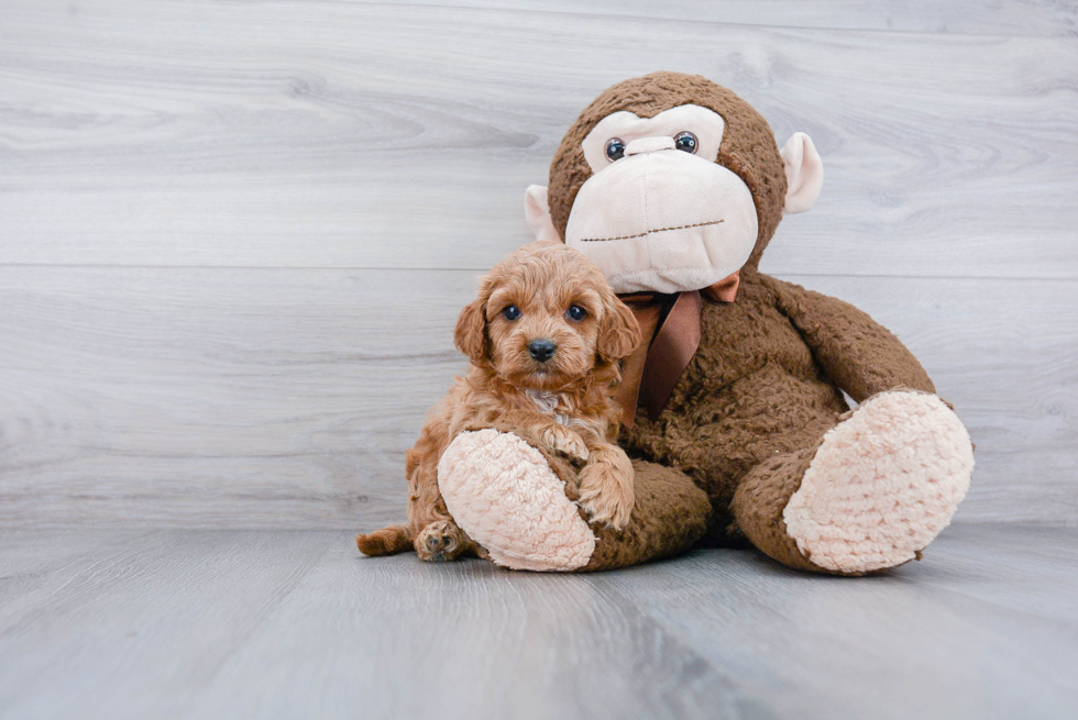 Petite Cockapoo Poodle Mix Pup