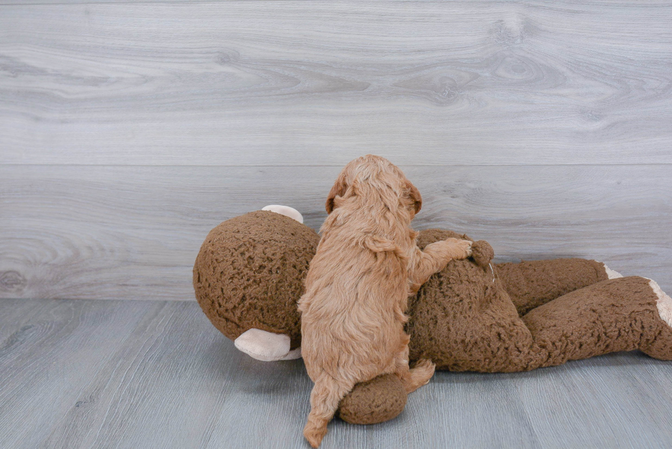 Funny Cockapoo Poodle Mix Pup