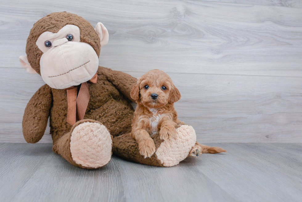 Cockapoo Pup Being Cute