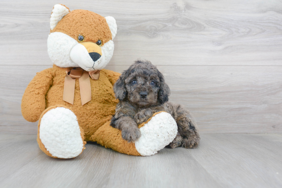 Popular Cockapoo Poodle Mix Pup