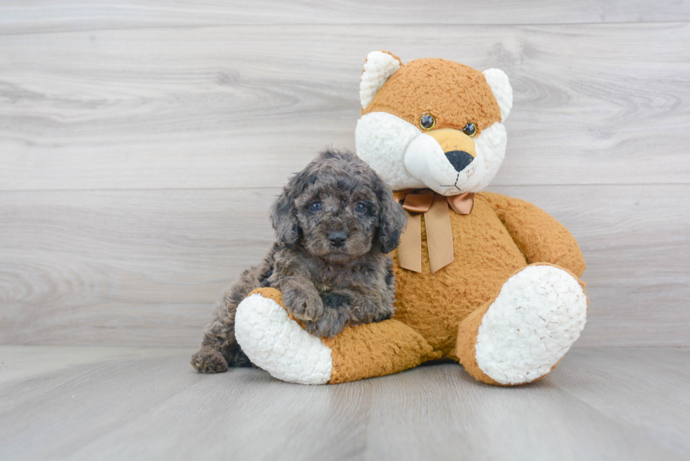 Little Cockerpoo Poodle Mix Puppy