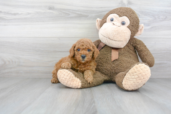 Best Cockapoo Baby