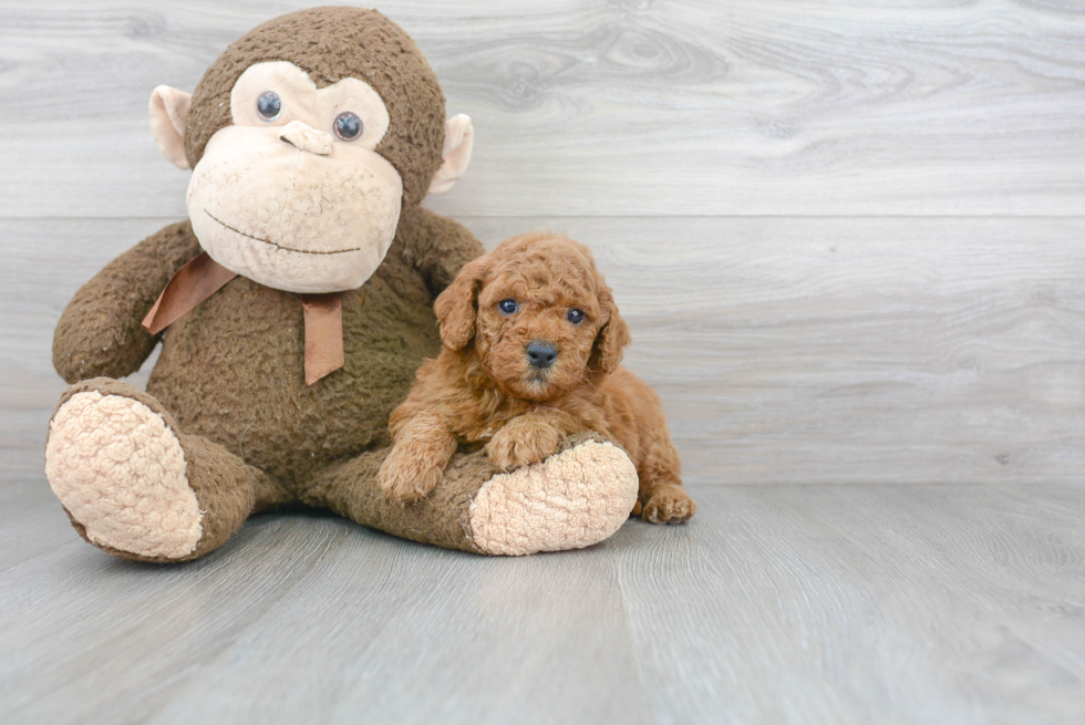 Cockapoo Pup Being Cute