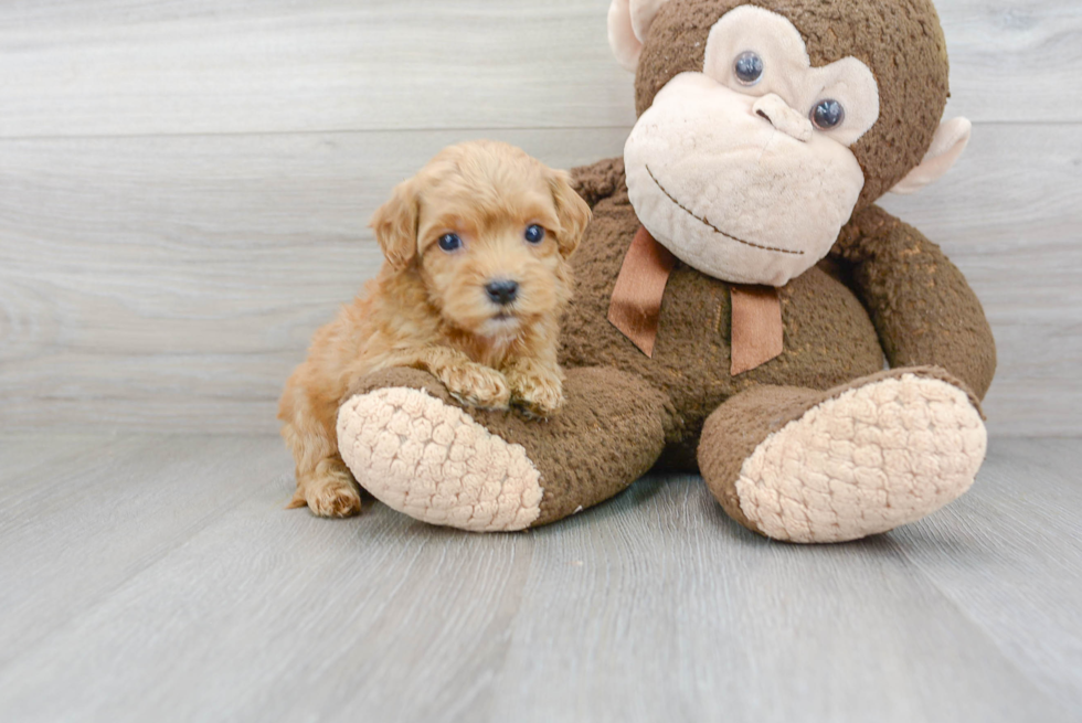 Cute Cockapoo Baby