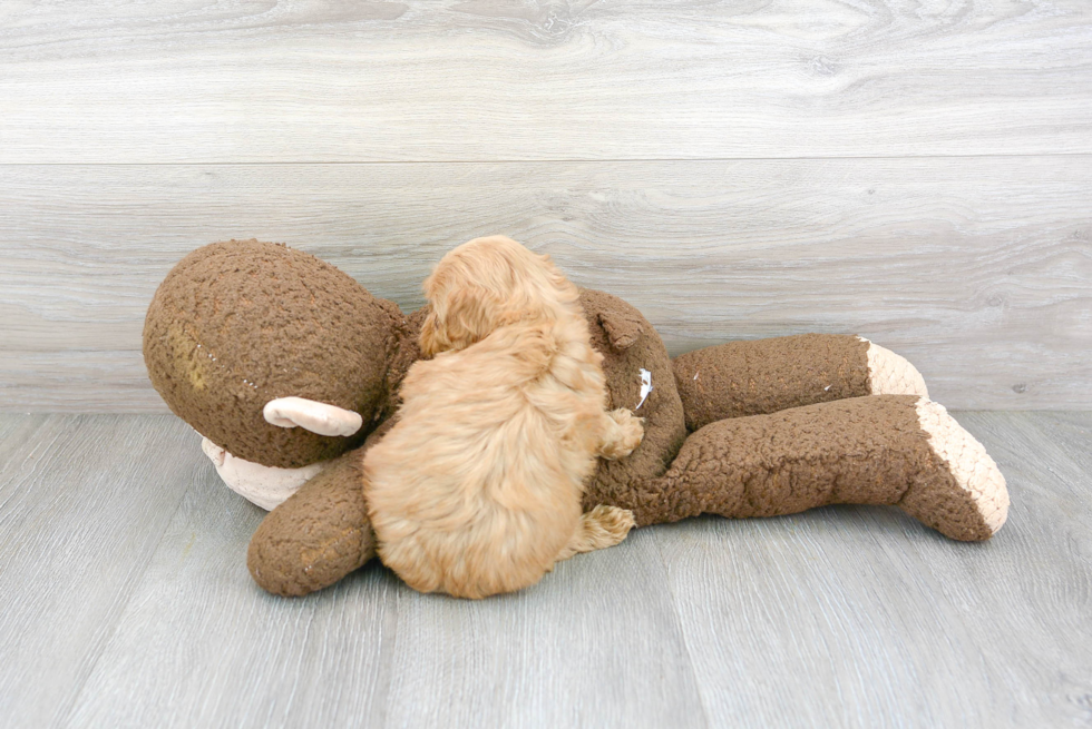 Cockapoo Pup Being Cute