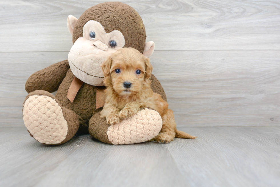 Cute Cockerpoo Poodle Mix Puppy