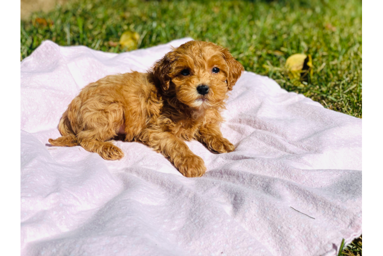 Cute Cockerpoo Poodle Mix Puppy