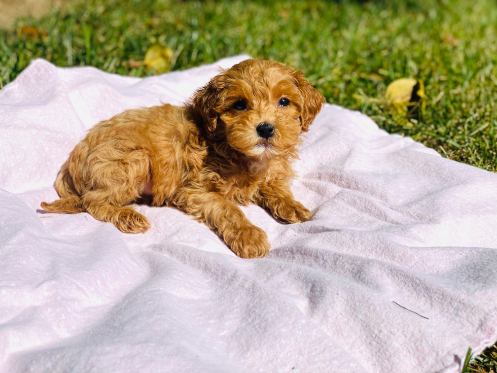 Cute Cockerpoo Poodle Mix Puppy