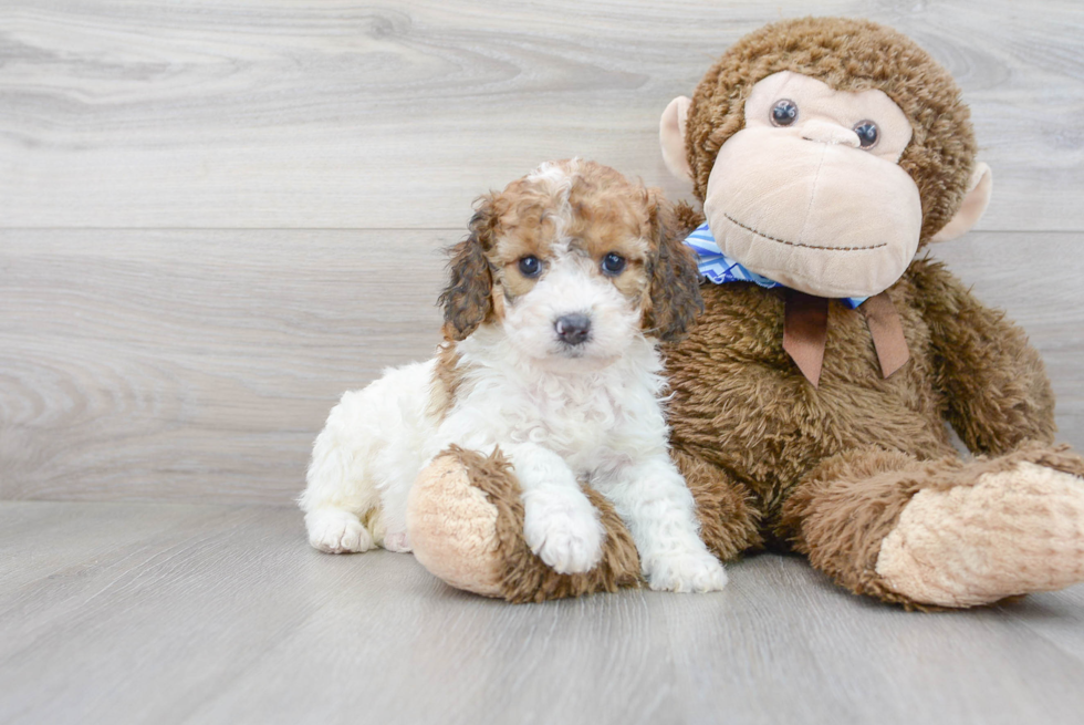 Energetic Cockerpoo Poodle Mix Puppy