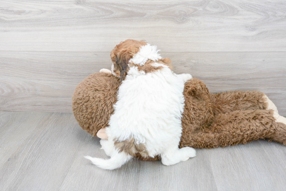 Friendly Cockapoo Baby