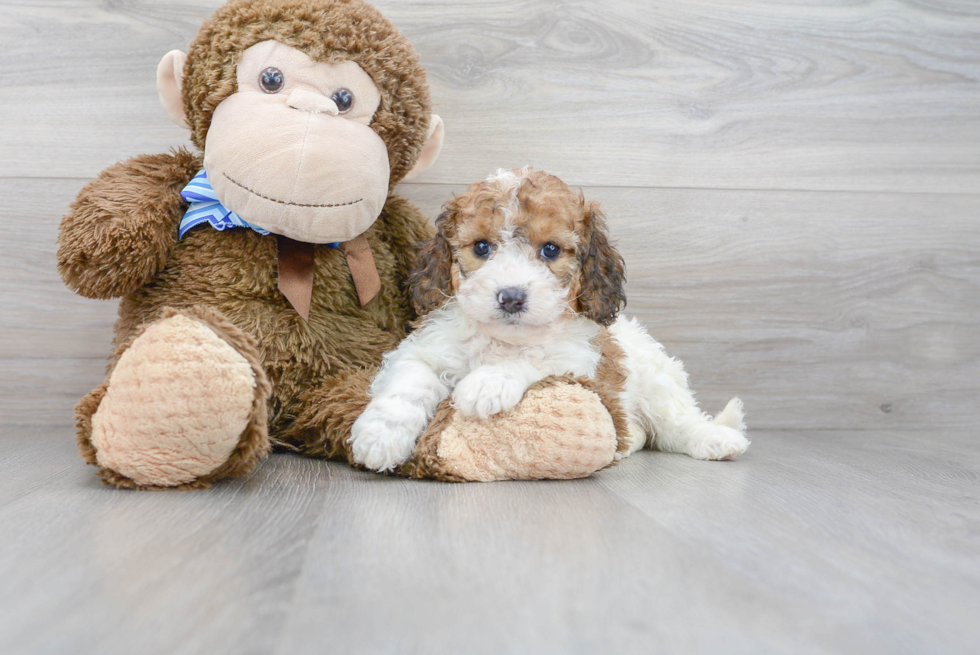 Fluffy Cockapoo Poodle Mix Pup