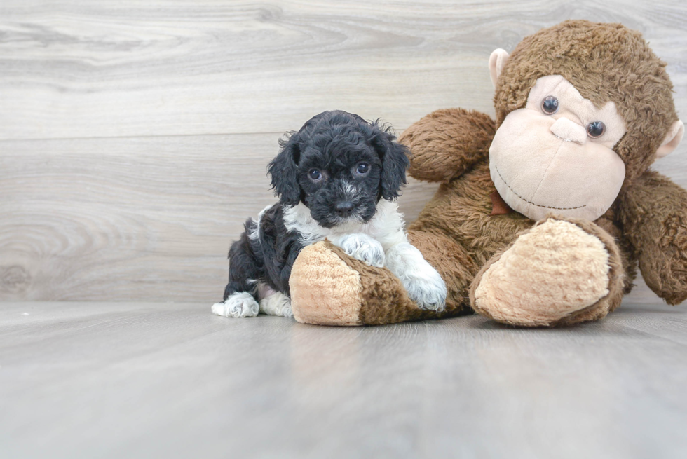 Hypoallergenic Cockerpoo Poodle Mix Puppy