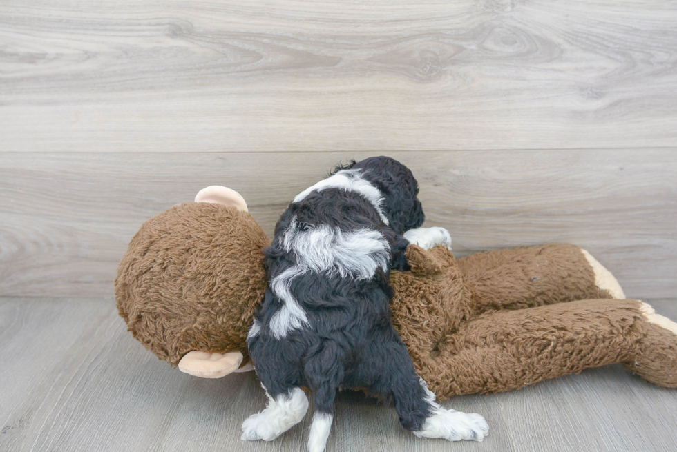 Happy Cockapoo Baby