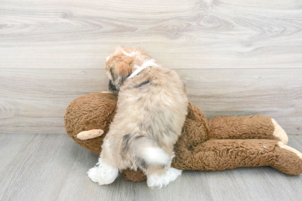 Playful Cockerpoo Poodle Mix Puppy