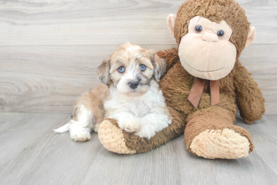 Best Cockapoo Baby