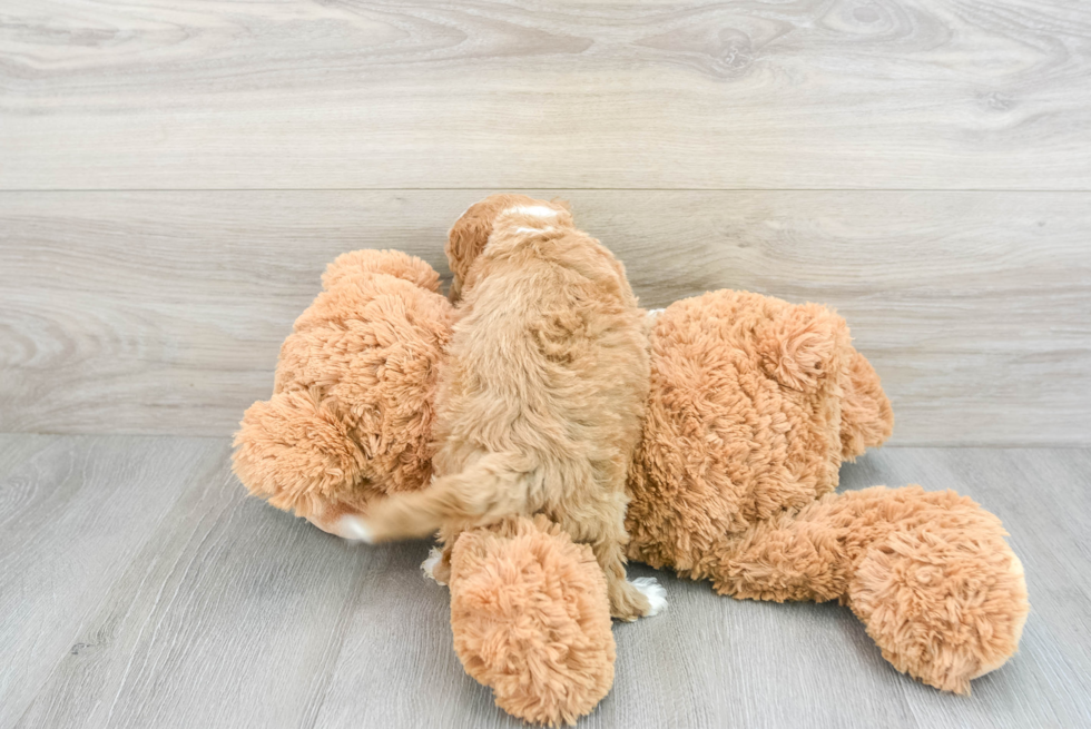 Cockapoo Puppy for Adoption