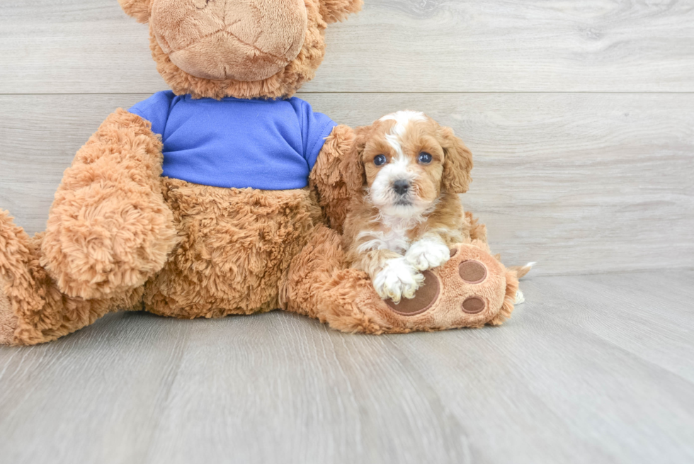 Cockapoo Pup Being Cute