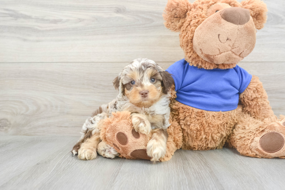 Fluffy Cockapoo Poodle Mix Pup