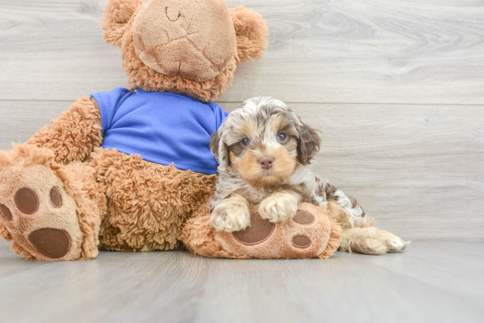 Cockapoo Pup Being Cute