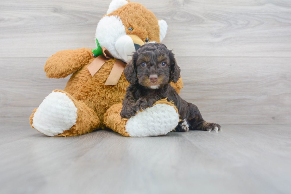 Cockapoo Puppy for Adoption