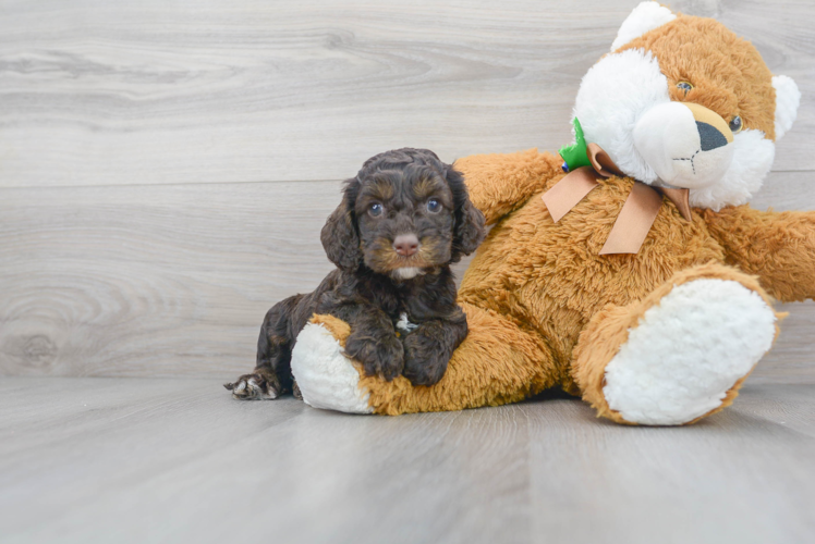 Best Cockapoo Baby