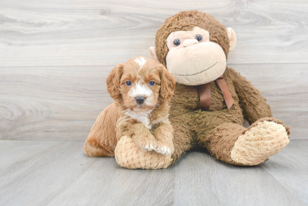 Cockapoo Puppy for Adoption