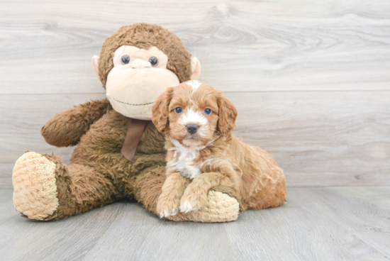 Smart Cockapoo Poodle Mix Pup