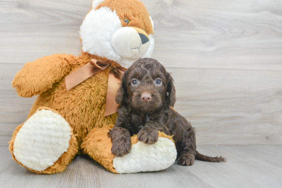 Cockapoo Puppy for Adoption