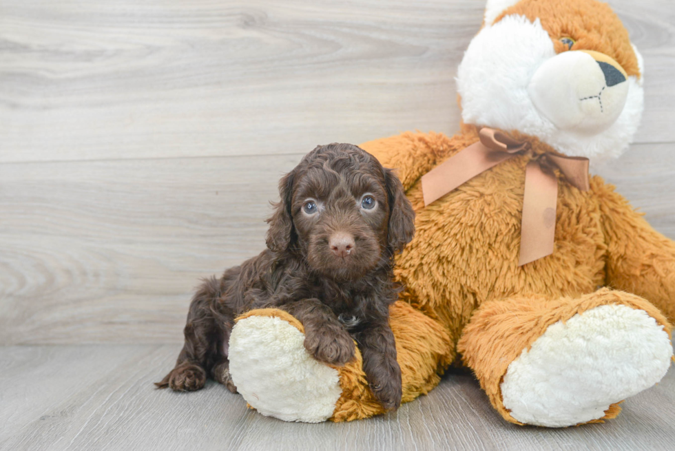 Fluffy Cockapoo Poodle Mix Pup