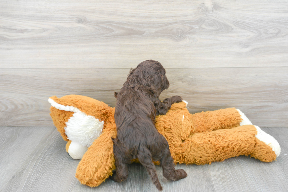 Petite Cockapoo Poodle Mix Pup