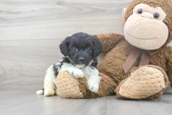 Best Cockapoo Baby