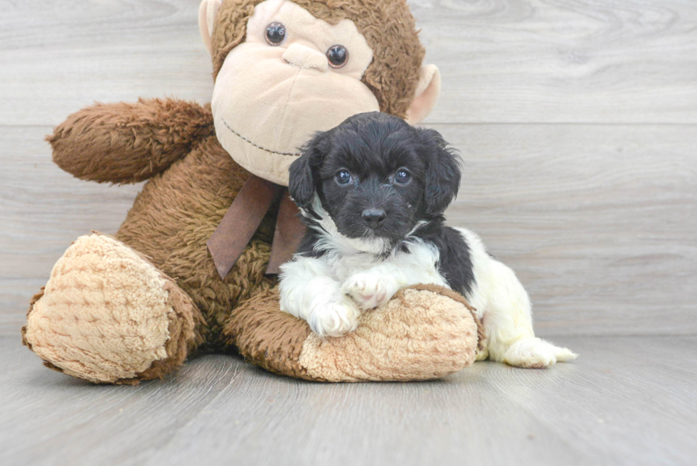 Small Cockapoo Baby