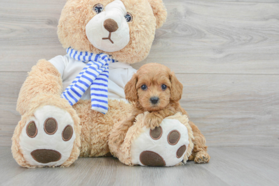 Friendly Cockapoo Baby