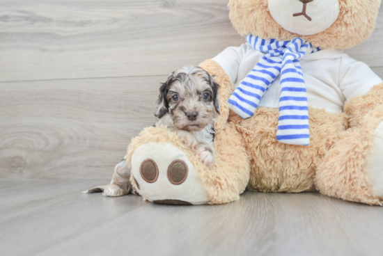 Cockapoo Pup Being Cute