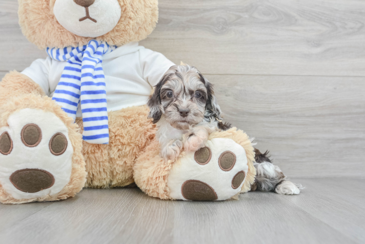 Cockapoo Pup Being Cute