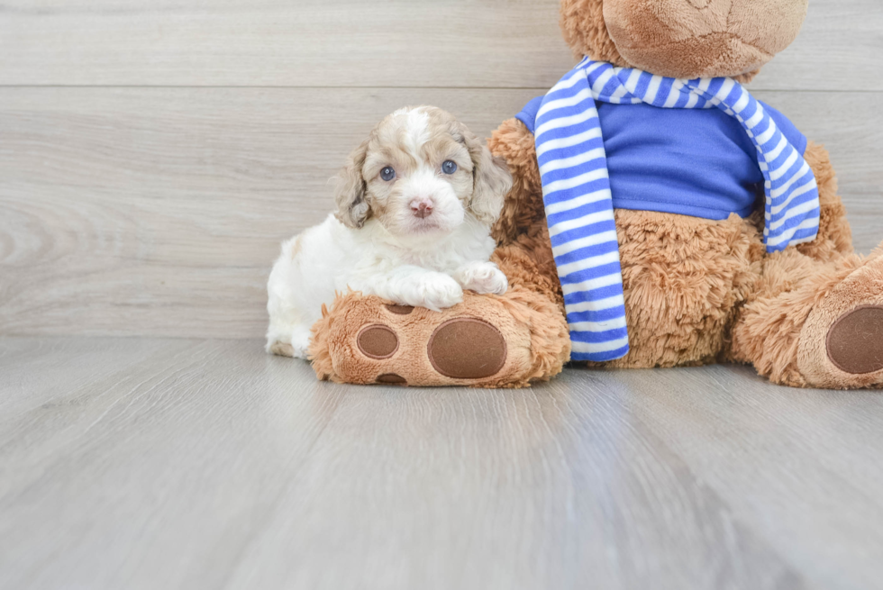 Cockapoo Puppy for Adoption