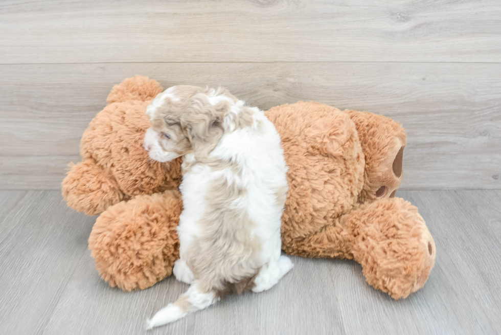 Cockapoo Puppy for Adoption