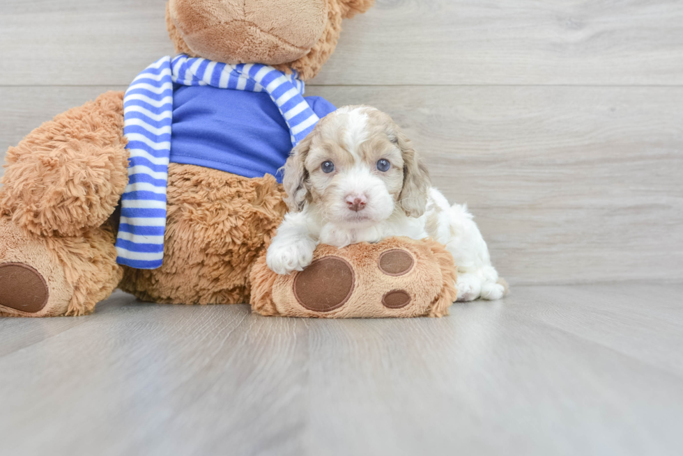 Smart Cockapoo Poodle Mix Pup