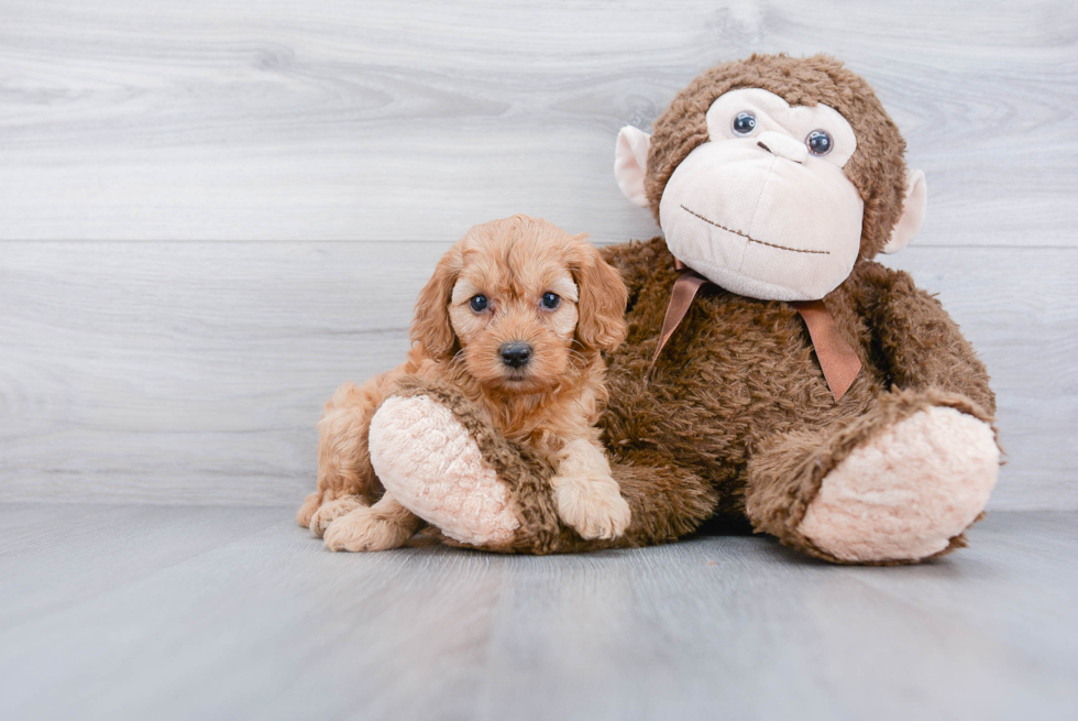 Fluffy Cockapoo Poodle Mix Pup