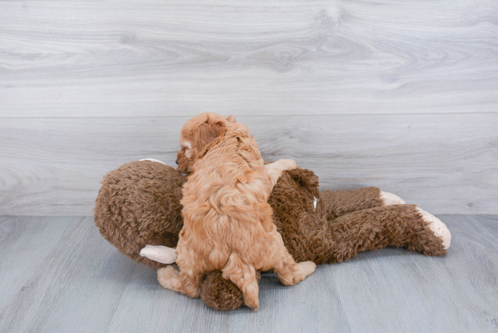 Fluffy Cockapoo Poodle Mix Pup