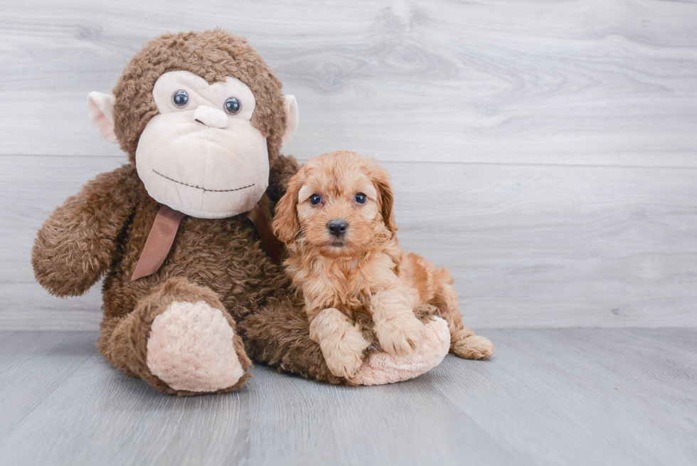 Cockapoo Pup Being Cute